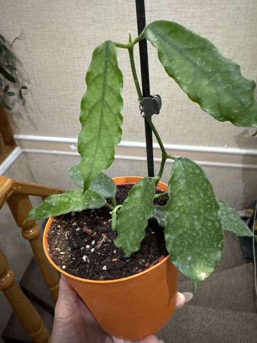 Hoya villosa - Хойя Виллоза(доставка (30000)