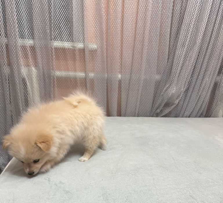 Щенки малого шпица