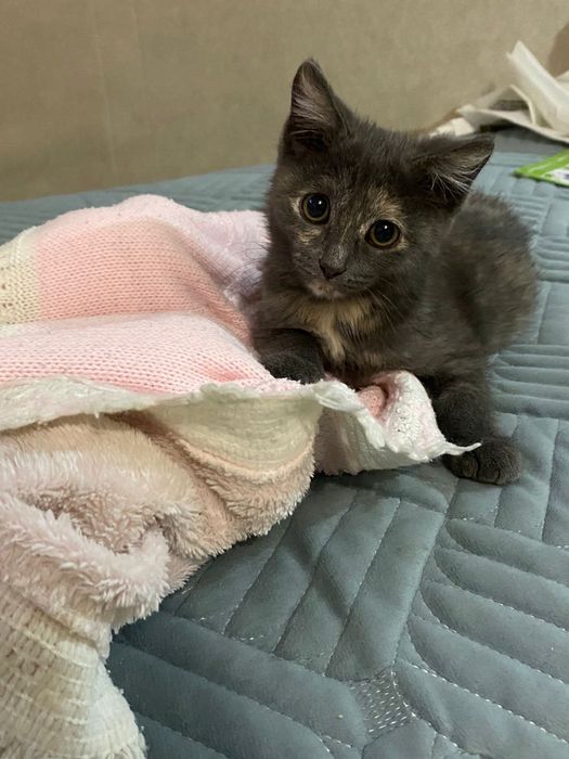 Отдам бесплатно котенка в добрые руки