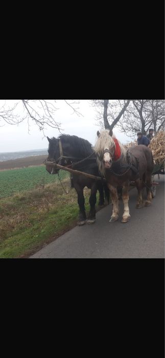 Vând Armăsari grei