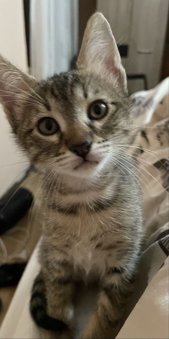 Donez pisica vargata