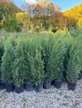 Cupressocyparis Leylandii – Barieră naturală împotriva vântului!