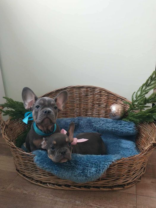 Френски булдог Френски булдог