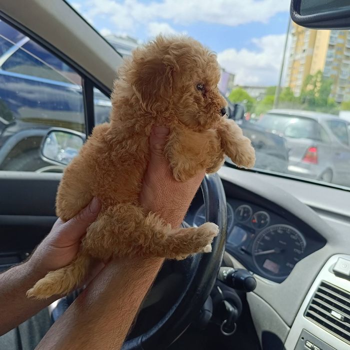 Пудел мини  априкот
