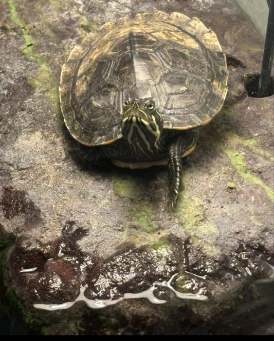 Broasca testoasa cu accesorii