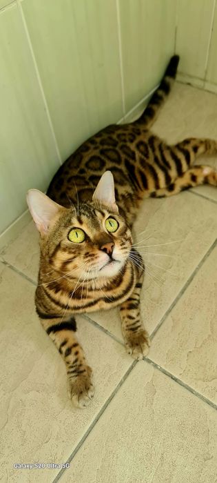 Бенгальская котик премиум класса