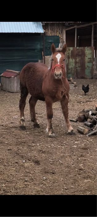 Vand manza de 7 luni