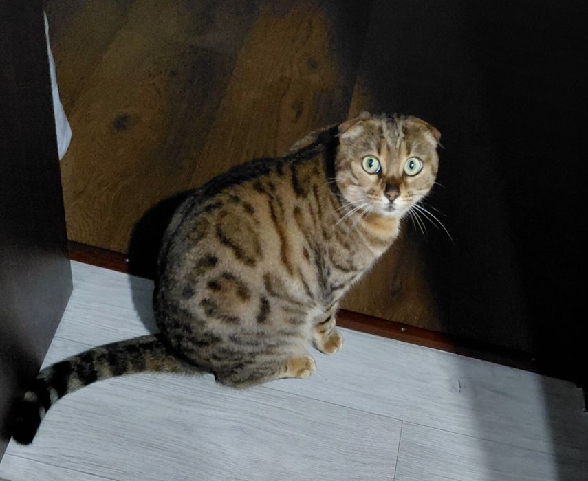 Продам кошку бенгальскую стерелизованную