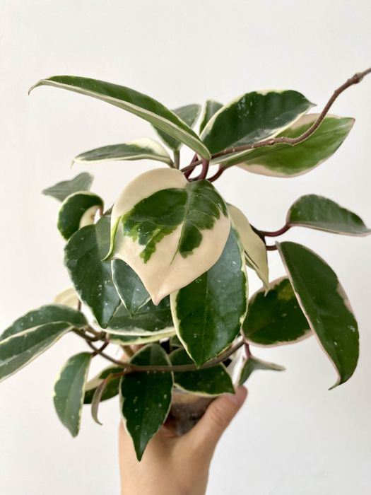 Продам комнатные растения