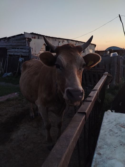 Продаётся корова