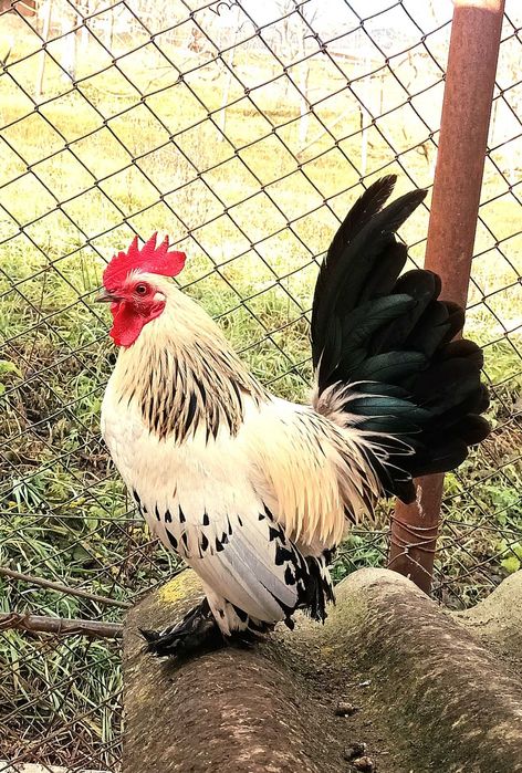 Cososi de richi de vanzare sau schimb pe cerealele