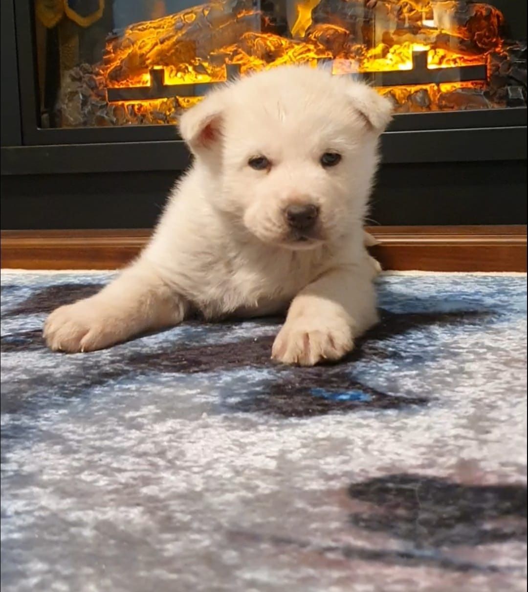 Cățelușă Husky Deosebită
