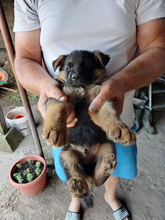 Продавам чистокръвни немски овчарки