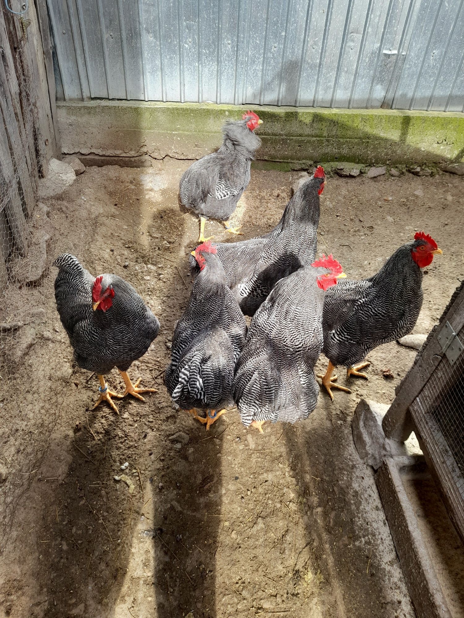 Vând cocoși plymouth rock barat