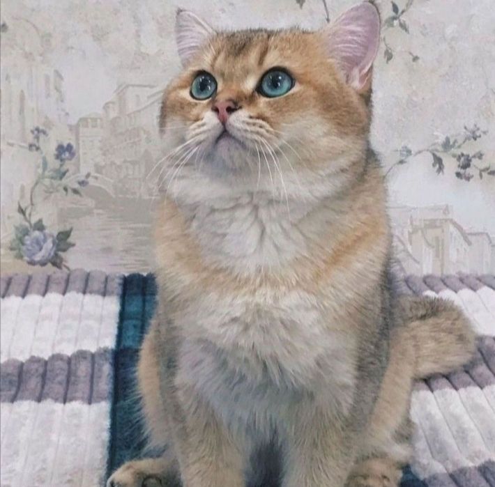 Кот золотая шиншилла на вязку