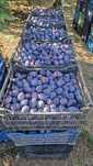Vindem prune pentru consum și țuică soi Stanley