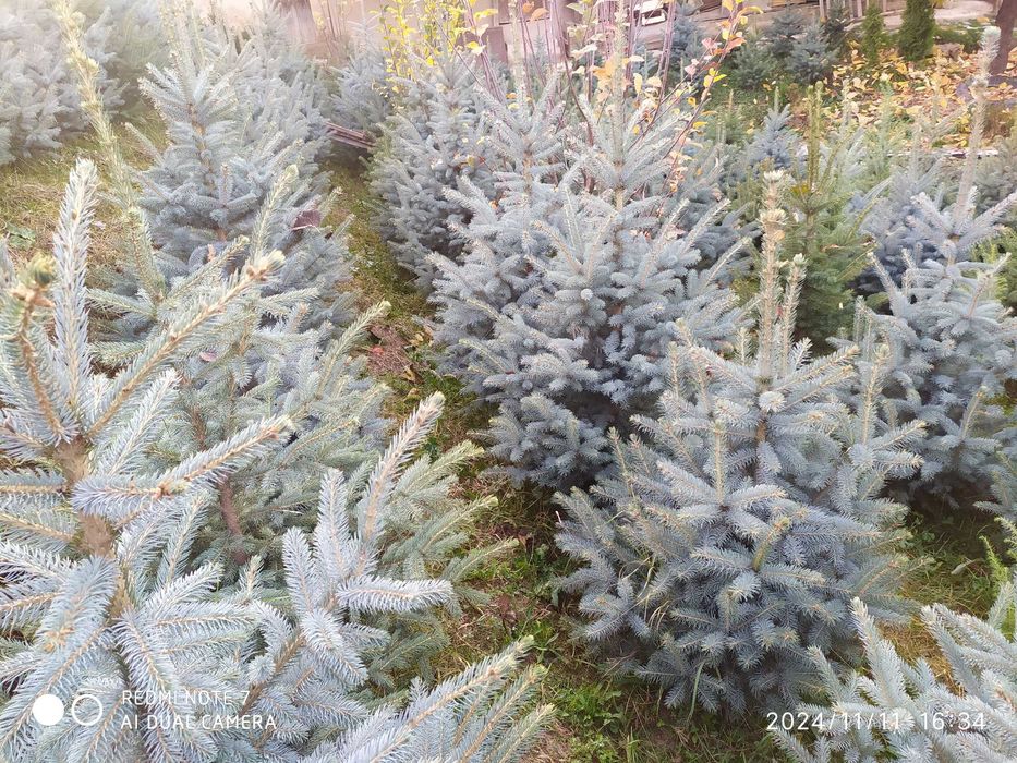 El archa sotiladi Galoboy El bòyi 1m Dan 2metrgacha