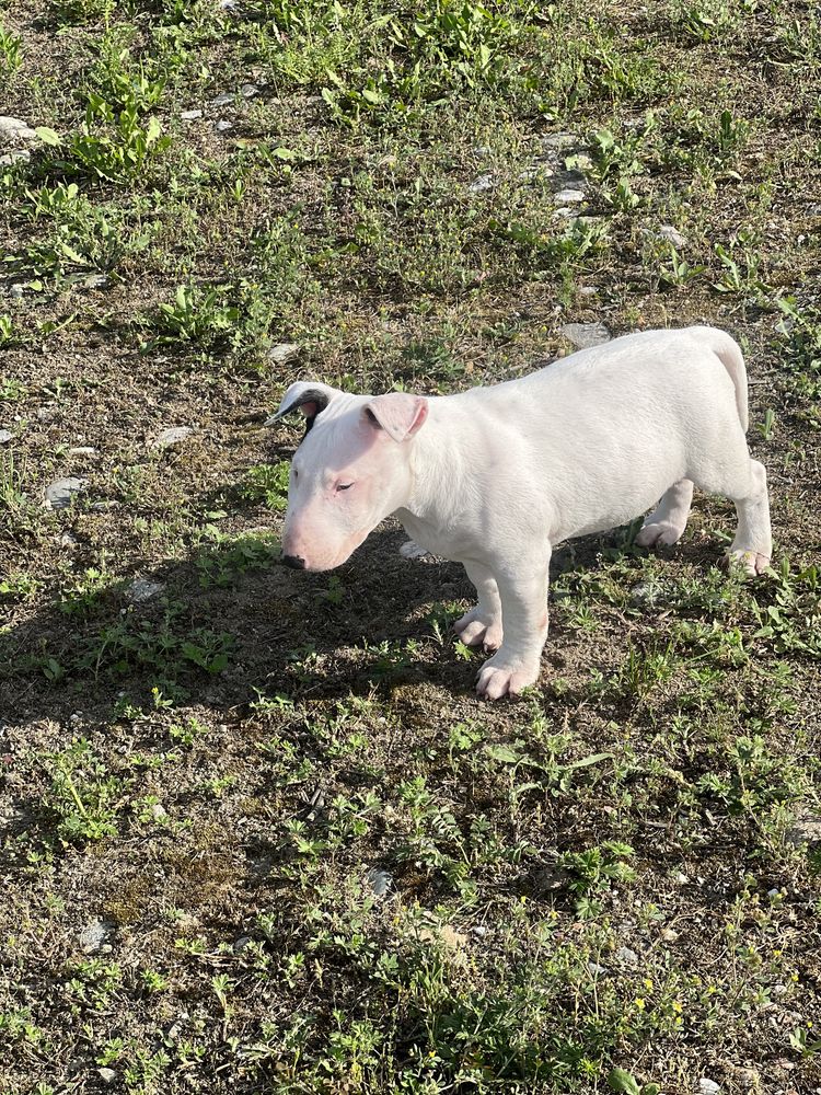 Bull Terrier pedigree rasa pura