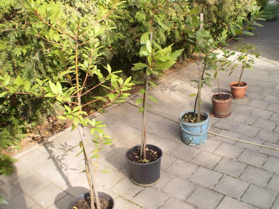 Vand dafini in ghiveci  - inaltime intre 100 -150 cm. Doar in Sibiu