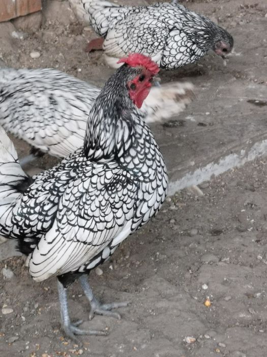 Păsări Chabo și pitice diferite rase