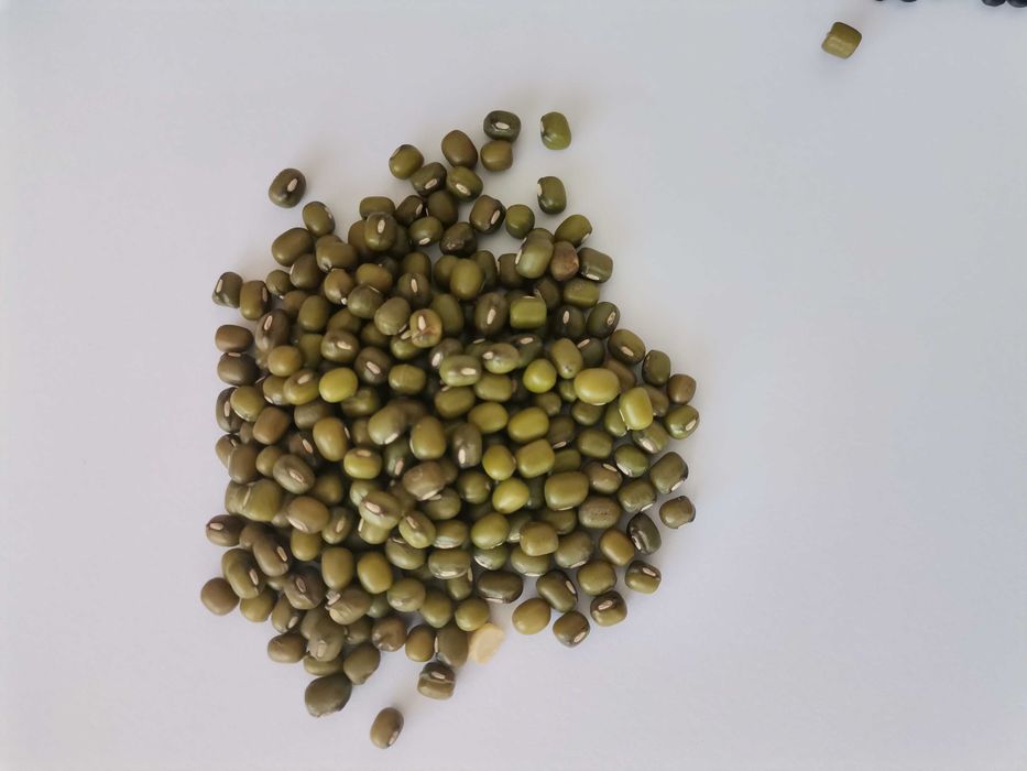Fasole mung verde