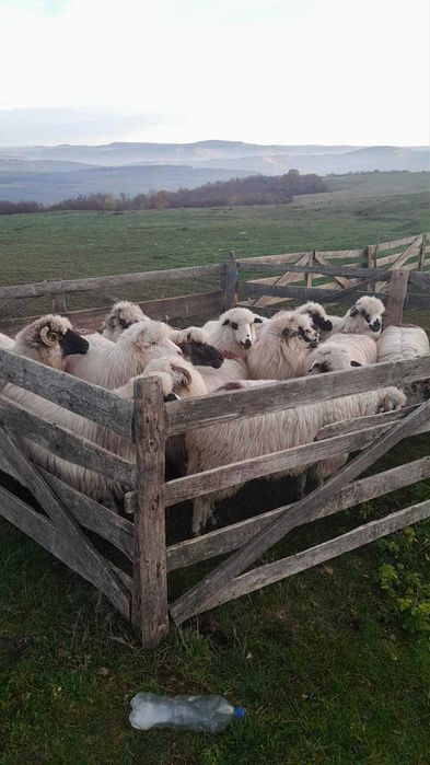 Oi tinere bune de ținut