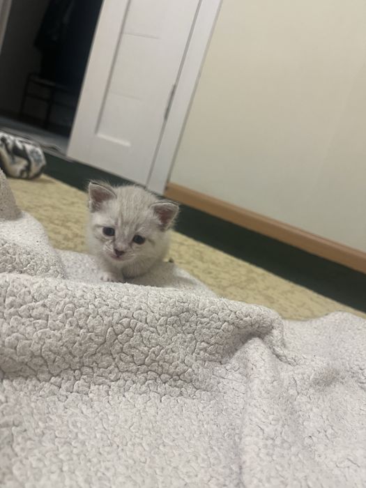 3 айлык мысык Алам деушілер болса