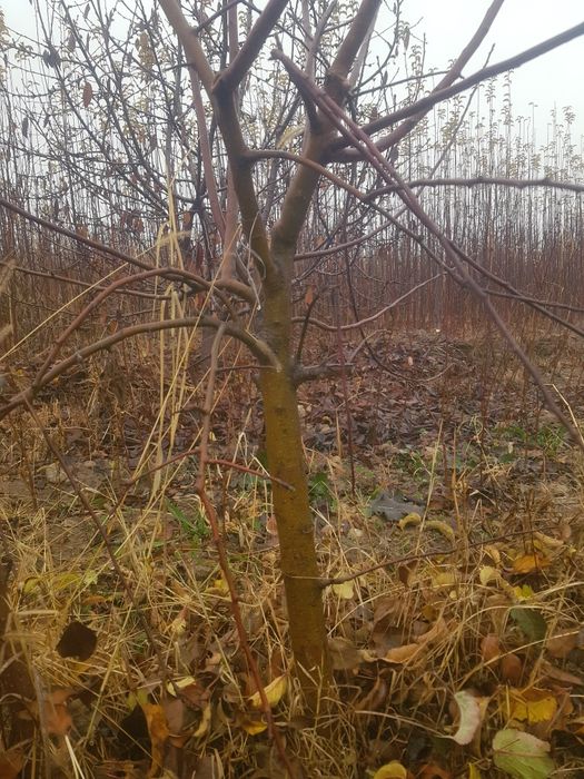 3 yoshli Olma daraxti meva qilyapti tomiri karli