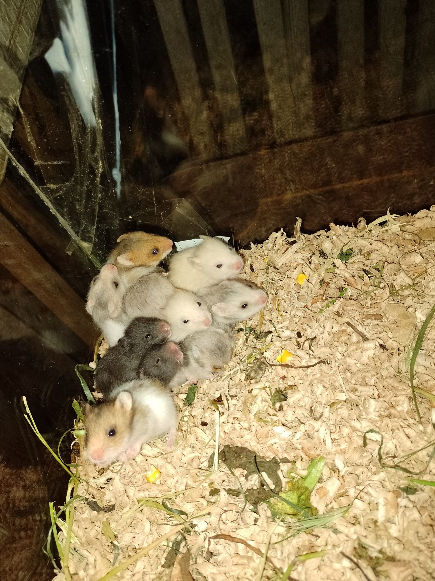 Hamster , Hamsteri sirieni, pitici siberieni, porcușori de Guineea..