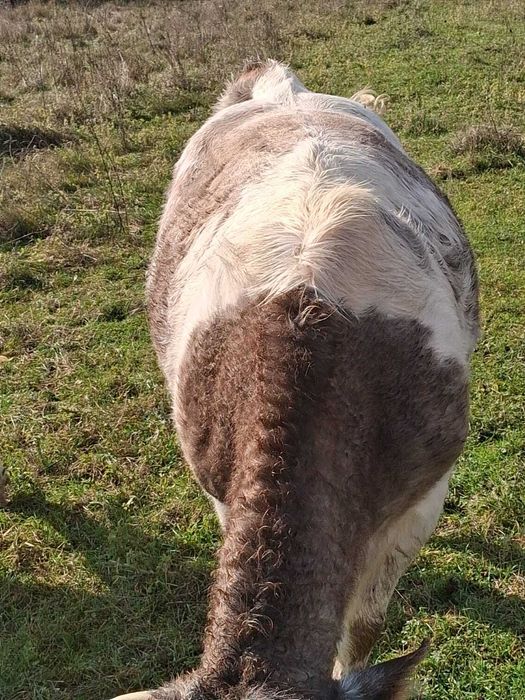 Vand doua vaci belgiene