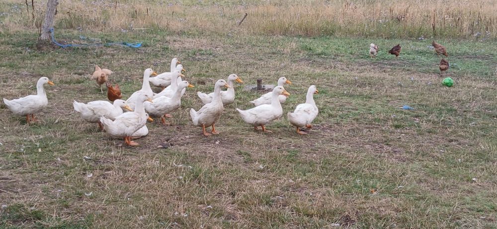 Vând rete albe mai multe detalii na nr de telefon