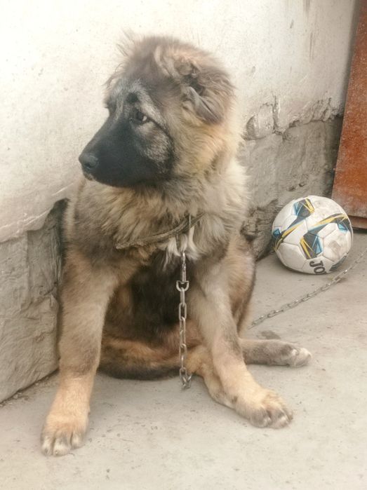 Продаётся девочка кавказская овчарка 6 месяцев