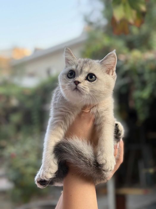 Котёнок Скоттиш Страйт мальчик 2,5 месяца, Серебристый окрас.