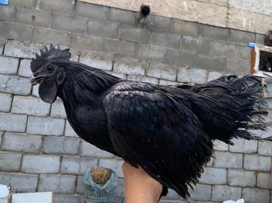 Цена на неделю. Продам обменяю петухов, аям цемани, черные куры