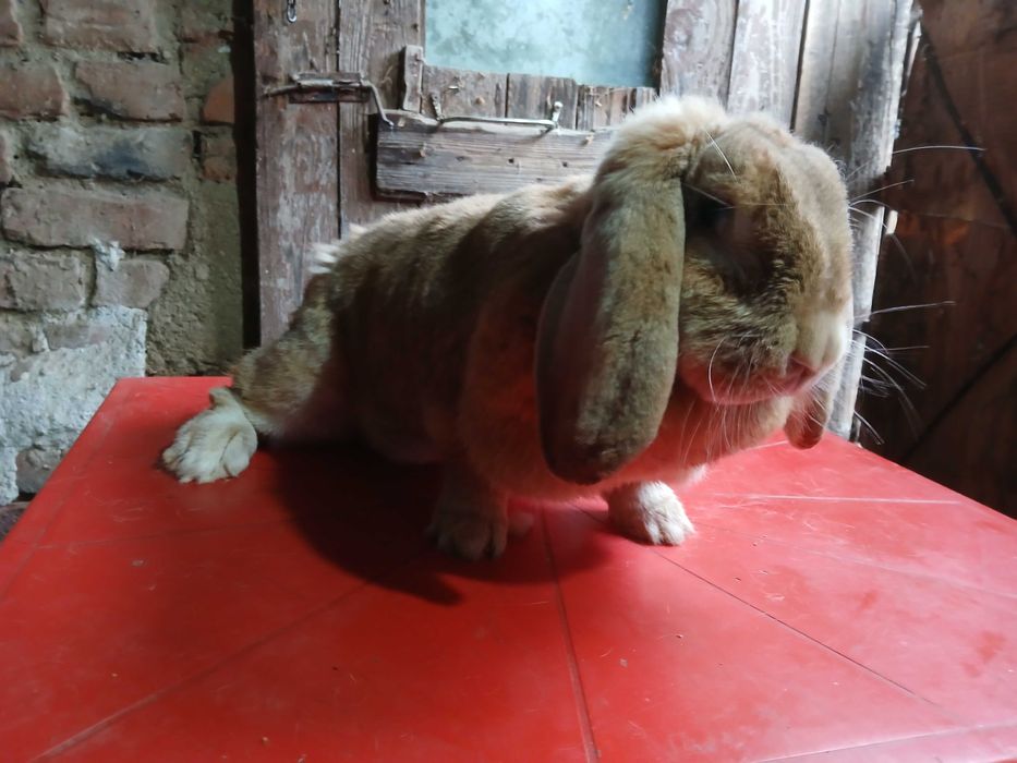 vinzari iepuri de casa