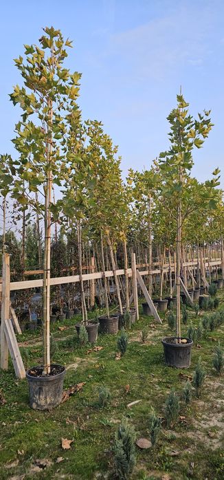 Tei mesteacan pawlonia braz artar