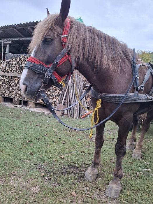 Cal de vânzare mai multe detalii la nr de telefon