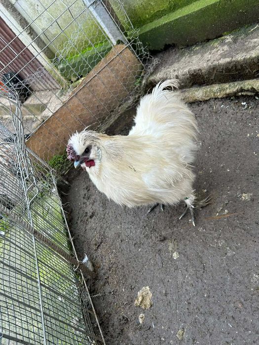 Cocosi de vanzare (matase japoneza cochinchina pitic si  brahma )