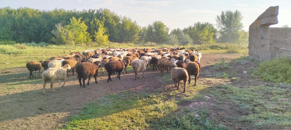 Қой сатылады, продаются бараны