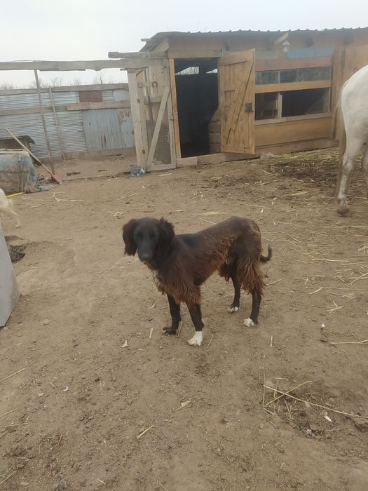 Продам тазы топ.