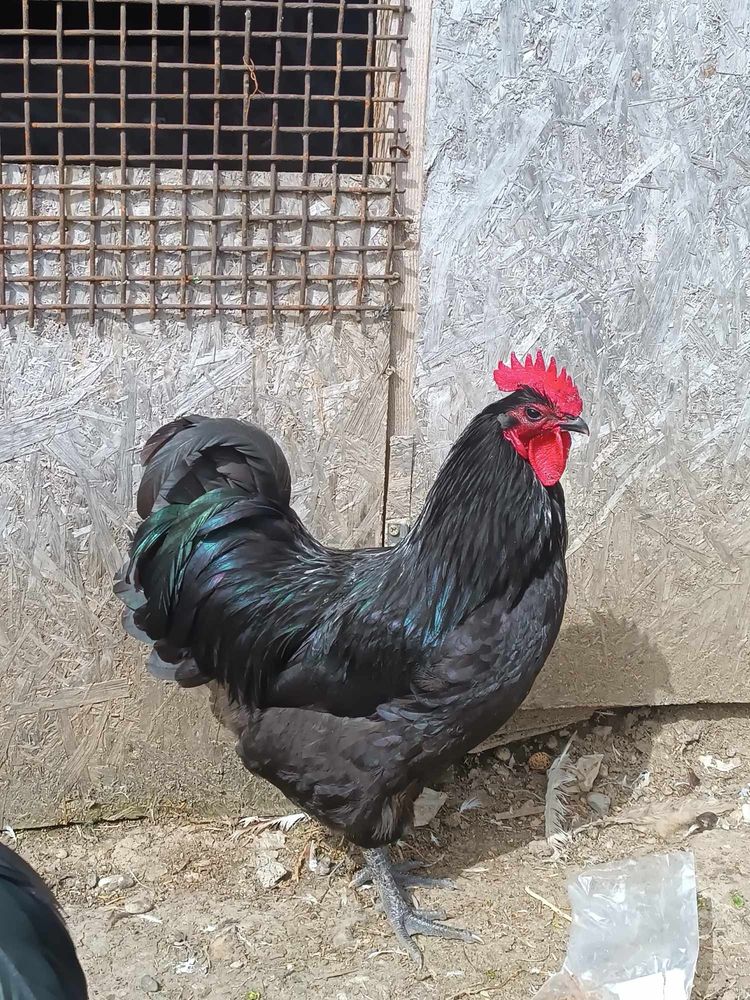 Vand Cocoș Australorp