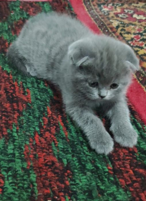 Продается котенок девочка скоттиш фолд!