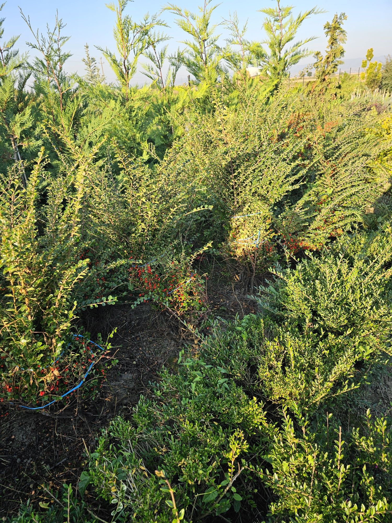 Vând tuia leylandii chiparos