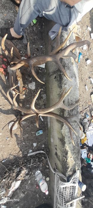 Еленски рога от благороден елен