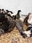 Vând pui Araucana Gat Auriu si alte rase