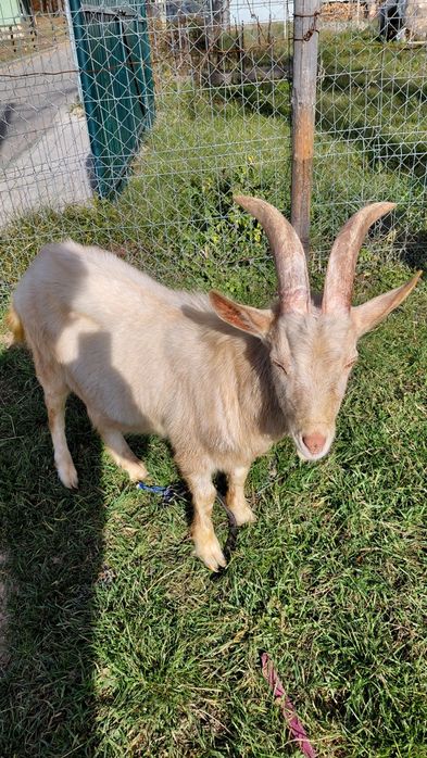 Vand țap Zanen de anul acesta