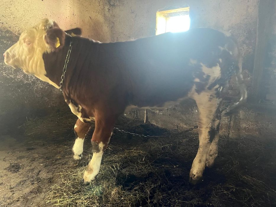 Vând vițel de baltata românesc