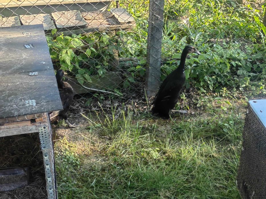 De vânzare două rațe indiene,mascul și femelă,nu livrez ,în țară.