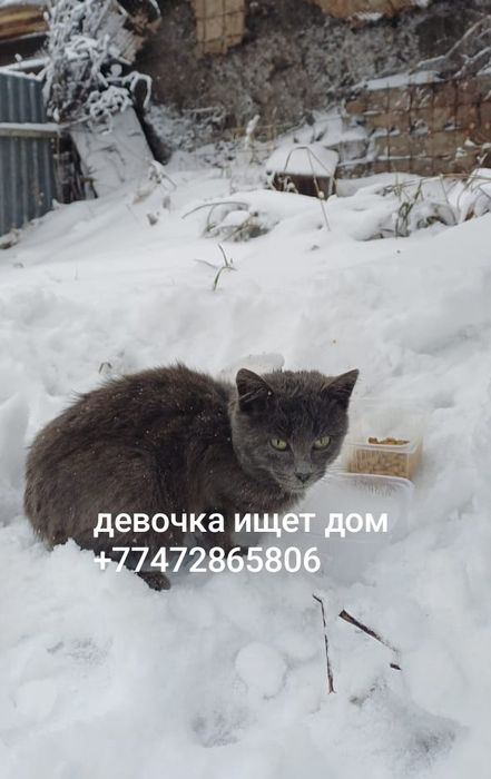 Отдам в хорошие руки