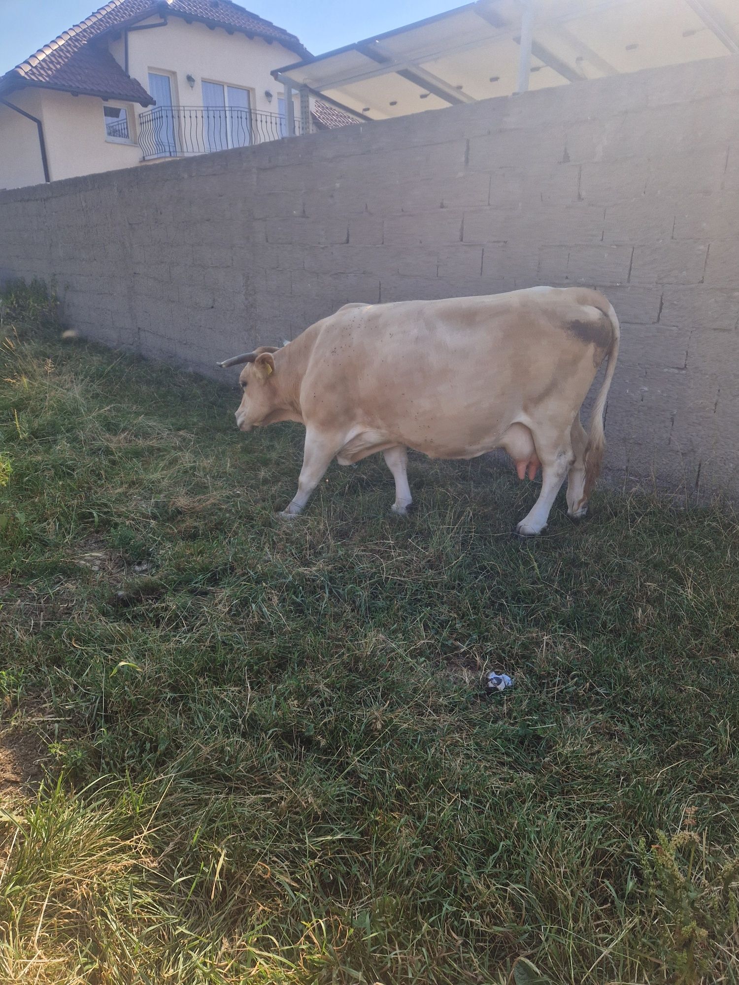Vacă de vanzare bună de lapte sa fete într-o lună
